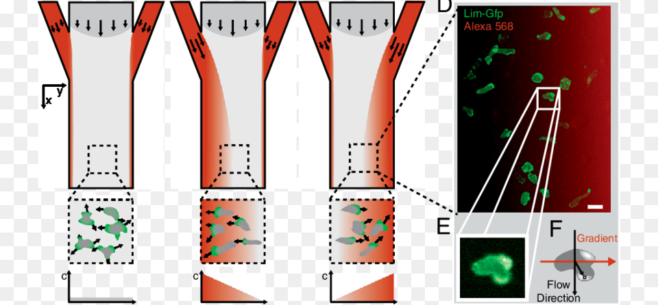 Concept Of A Microfluidic Bidirectional Gradient Generator Diagram, Art, Graphics, Face, Head Free Png