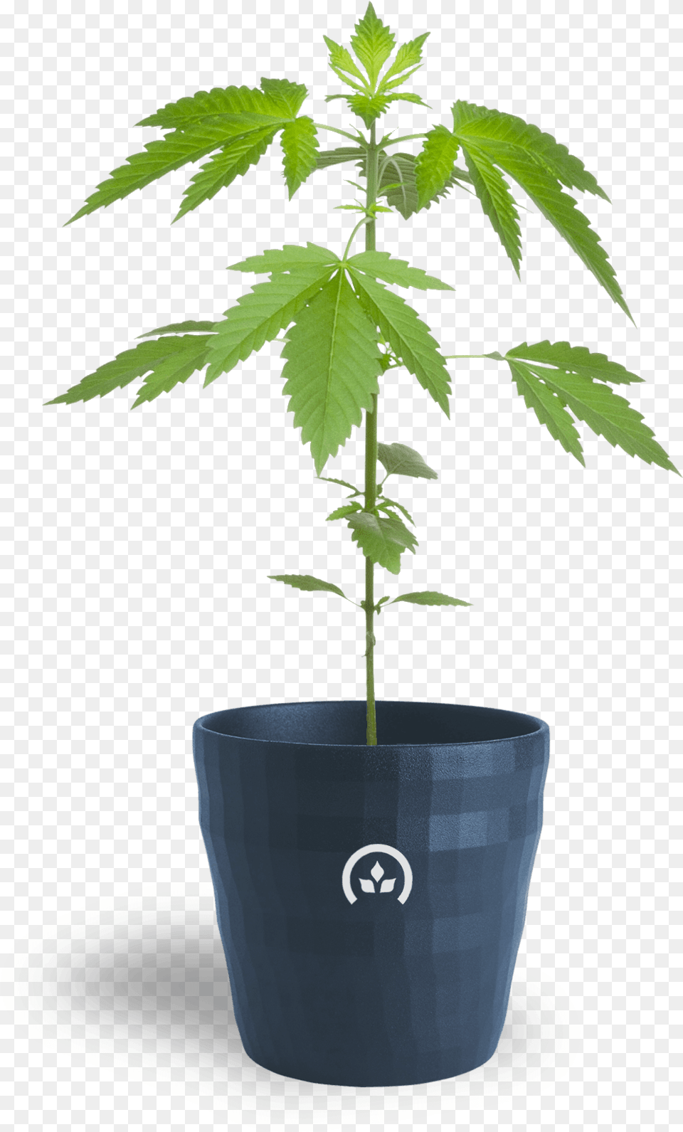 Conception Nurseries Cannabis Clones Marijuana Pruning, Hemp, Leaf, Plant, Potted Plant Png