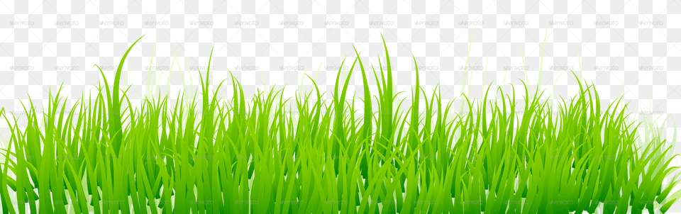 Conceptual Vectors Green Grass White Background, Lawn, Plant, Vegetation Png Image