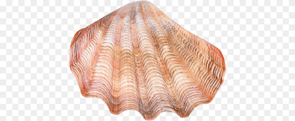 Conch, Animal, Clam, Seashell, Food Png