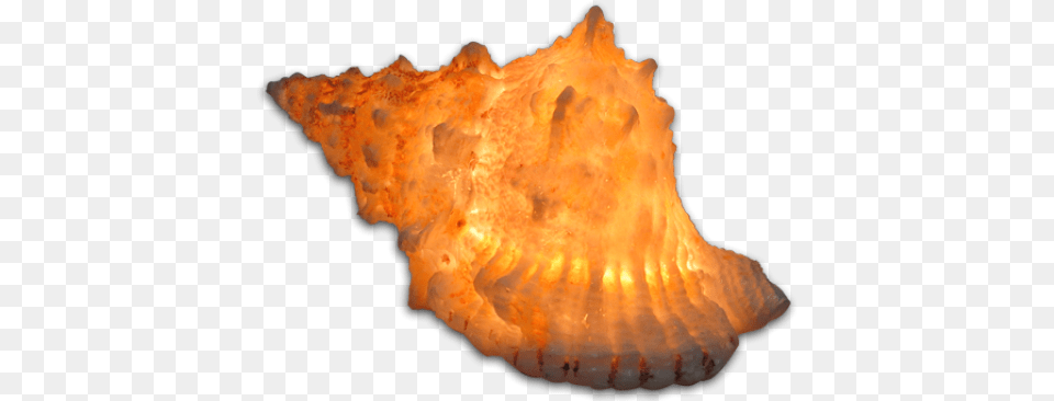 Conch, Animal, Invertebrate, Sea Life, Seashell Png Image