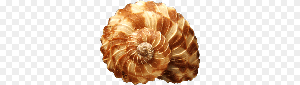 Conch, Animal, Clam, Food, Invertebrate Png Image