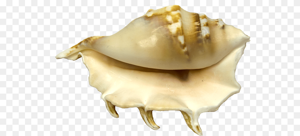 Conch, Animal, Sea Life, Invertebrate, Seashell Png