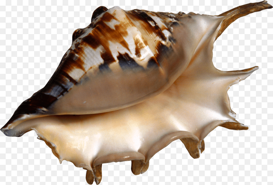 Conch, Animal, Invertebrate, Sea Life, Seashell Free Png Download