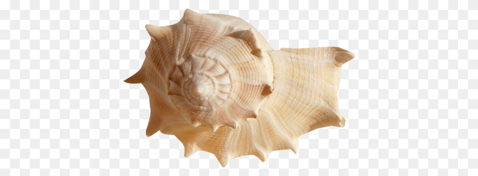 Conch, Animal, Invertebrate, Sea Life, Seashell Png