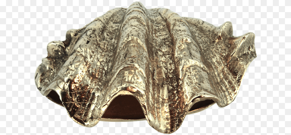 Conch, Invertebrate, Animal, Clam, Seashell Free Transparent Png
