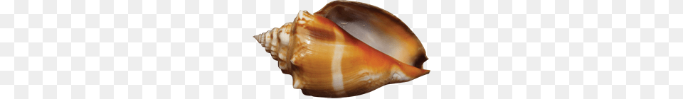 Conch, Animal, Invertebrate, Sea Life, Seashell Free Transparent Png