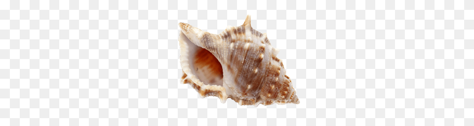 Conch, Animal, Invertebrate, Sea Life, Seashell Png