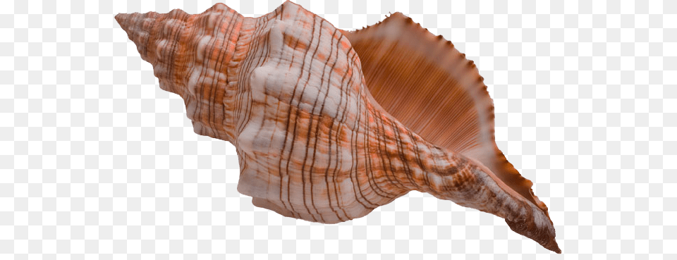 Conch, Animal, Invertebrate, Sea Life, Seashell Png