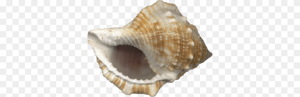 Conch, Animal, Invertebrate, Sea Life, Seashell Free Transparent Png