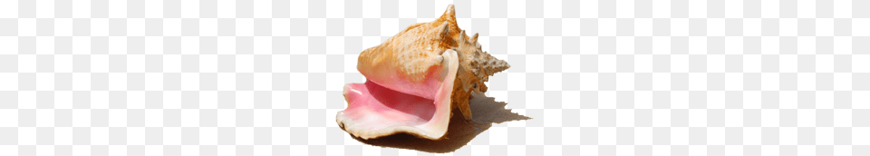 Conch, Animal, Invertebrate, Sea Life, Seashell Png Image