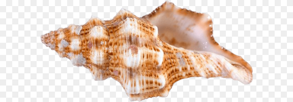 Conch, Animal, Invertebrate, Sea Life, Seashell Png Image