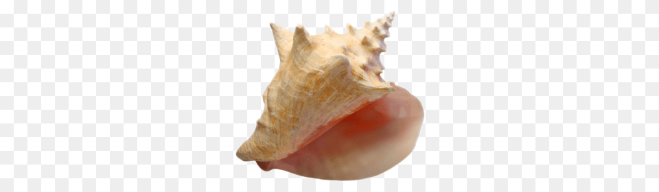 Conch, Animal, Invertebrate, Sea Life, Seashell Free Transparent Png