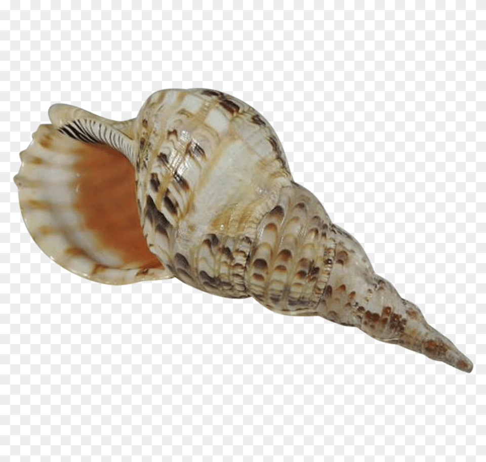 Conch, Animal, Invertebrate, Sea Life, Seashell Free Png Download