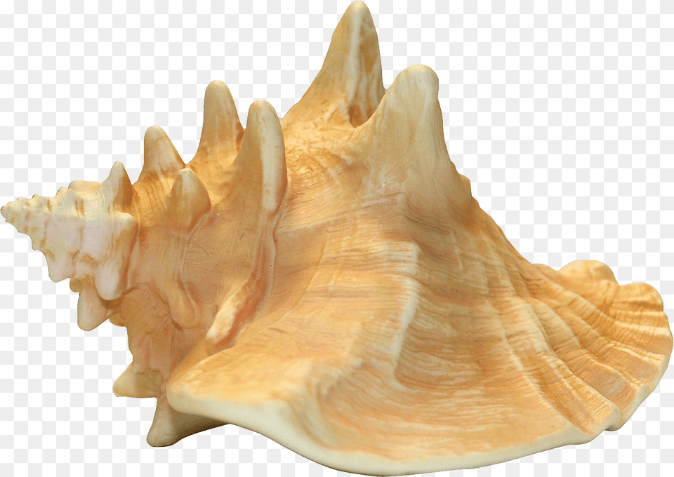 Conch, Animal, Invertebrate, Sea Life, Seashell Png Image