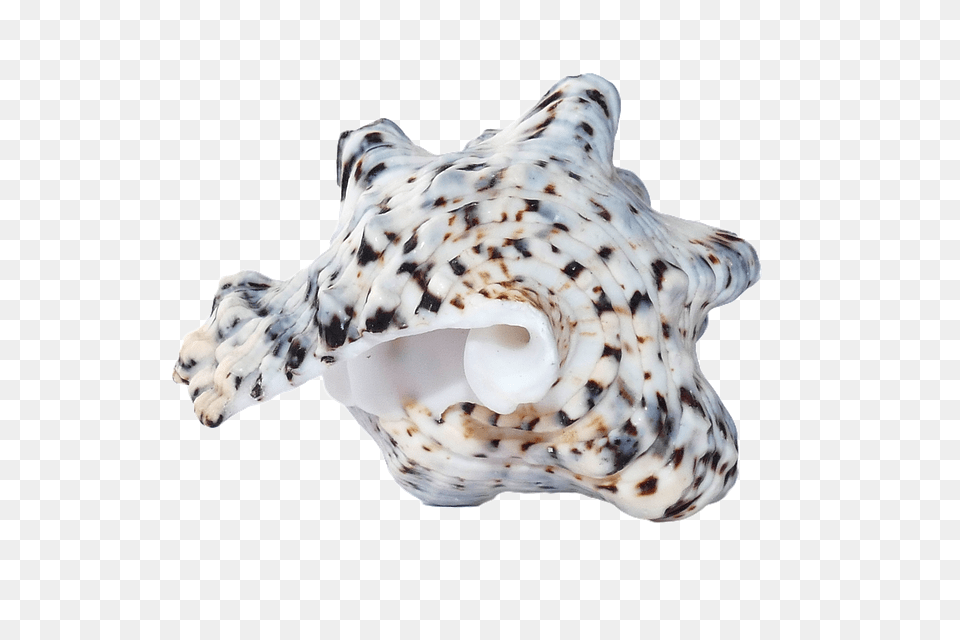 Conch, Animal, Invertebrate, Sea Life, Seashell Free Png