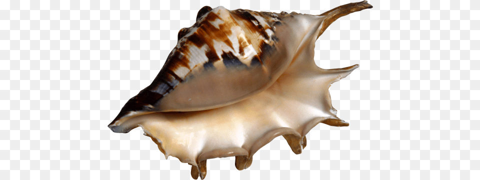 Conch, Animal, Invertebrate, Sea Life, Seashell Free Png