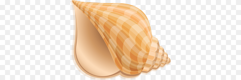 Conch, Animal, Invertebrate, Sea Life, Seashell Png