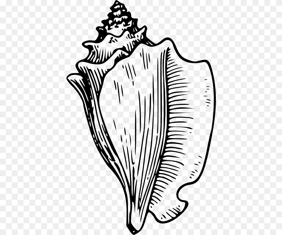Conch, Gray Png Image
