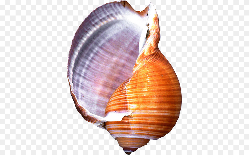 Conch, Animal, Clam, Food, Invertebrate Png Image