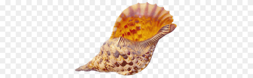 Conch, Animal, Invertebrate, Sea Life, Seashell Free Transparent Png