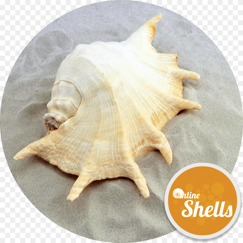 Conch, Animal, Invertebrate, Sea Life, Seashell Free Png