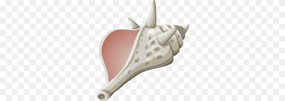 Conch Animal, Invertebrate, Sea Life, Seashell Free Png Download