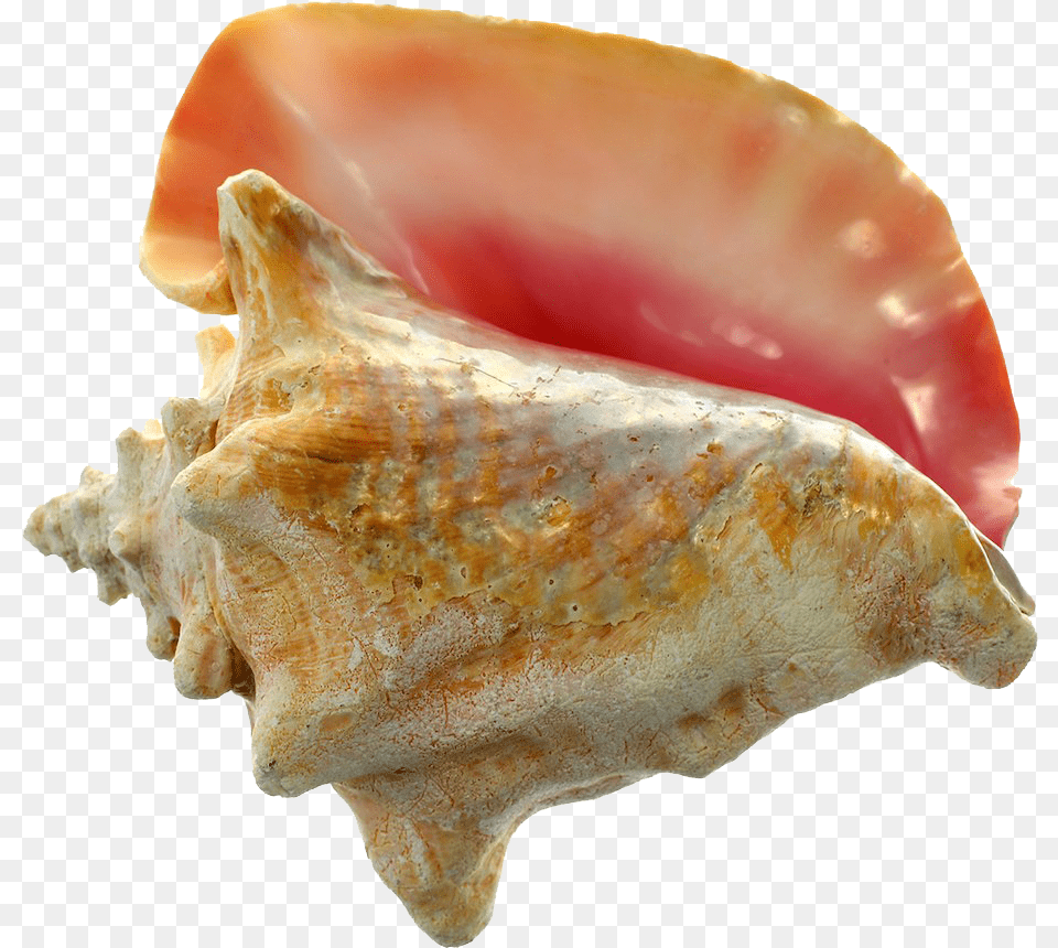 Conch Colors Of Conch Shells, Animal, Invertebrate, Sea Life, Seashell Png Image