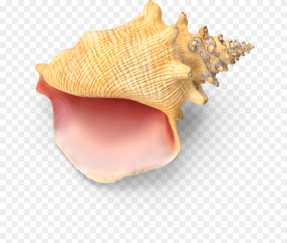 Conch Shell, Animal, Invertebrate, Sea Life, Seashell Free Png Download