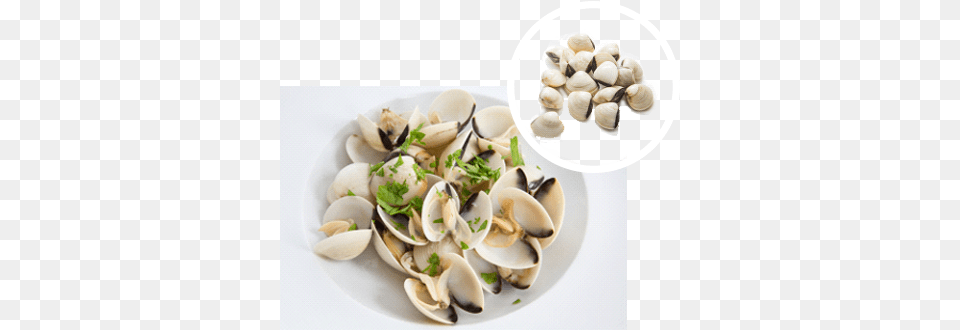 Conch Hard Clam, Animal, Seashell, Seafood, Sea Life Png