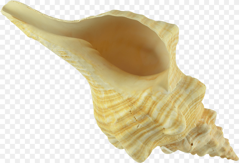 Conch Image Conch, Animal, Invertebrate, Sea Life, Seashell Free Png Download