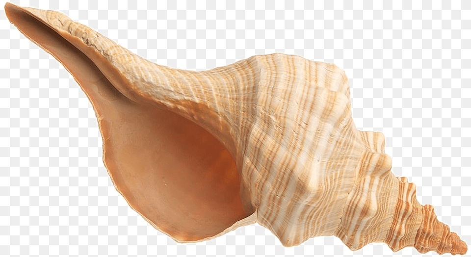 Conch Images Shell, Animal, Invertebrate, Sea Life, Seashell Free Transparent Png