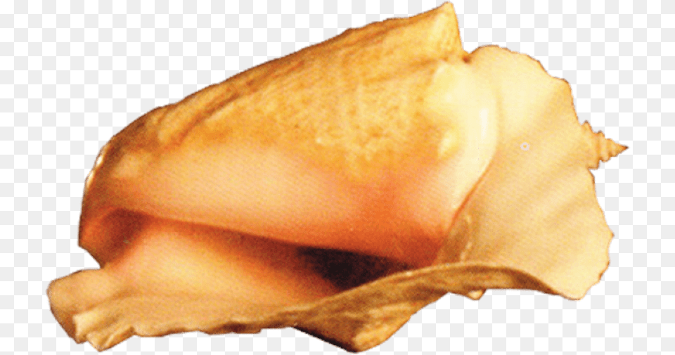 Conch Images Transparent Conch, Animal, Invertebrate, Sea Life, Seashell Free Png