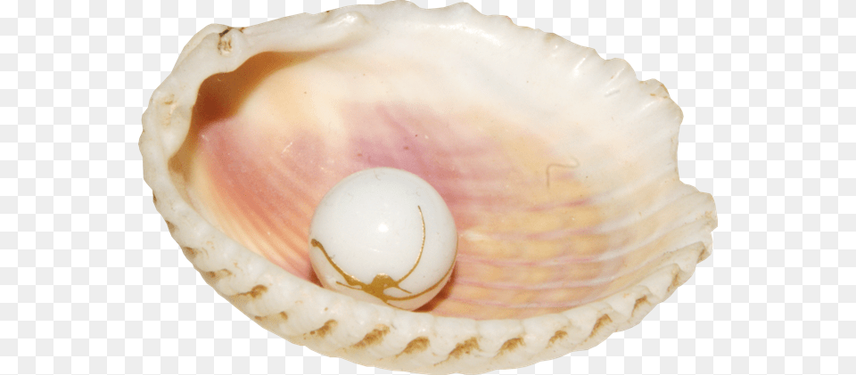 Conch Pearl Shell, Animal, Egg, Food, Invertebrate Png Image