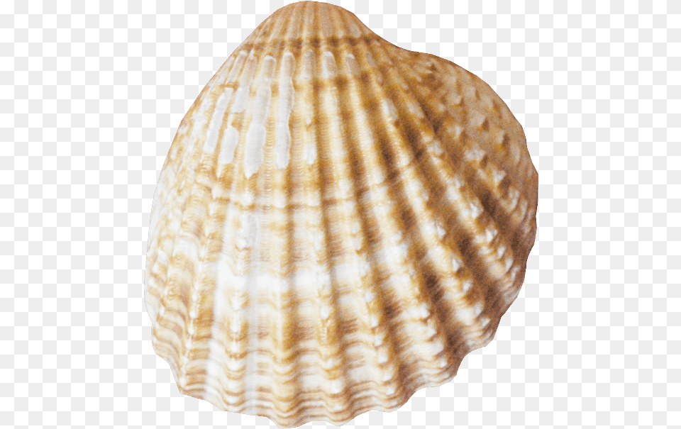 Conch Pink Seashell, Animal, Clam, Food, Invertebrate Free Transparent Png