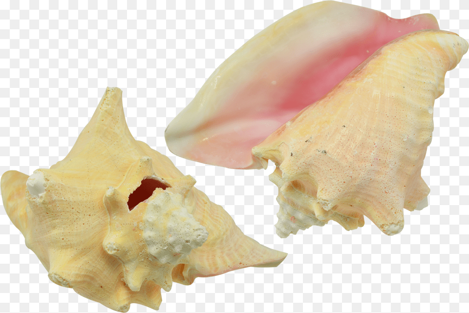 Conch Shell 7 8 Conch, Animal, Invertebrate, Sea Life, Seashell Free Png Download