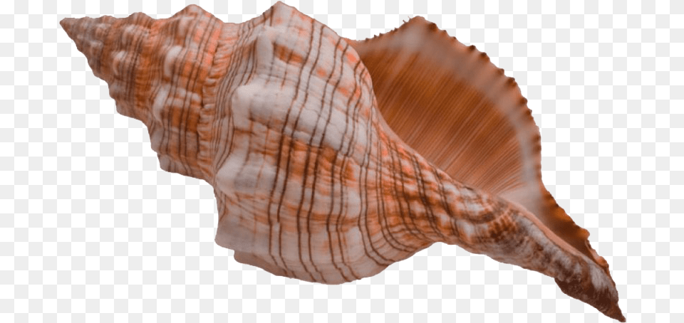 Conch Shell, Animal, Invertebrate, Sea Life, Seashell Free Png