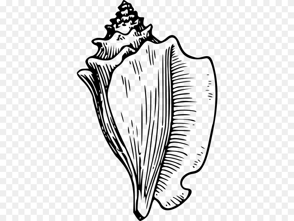 Conch Shell Clipart Conch Shell Black And White Clipart, Gray Png