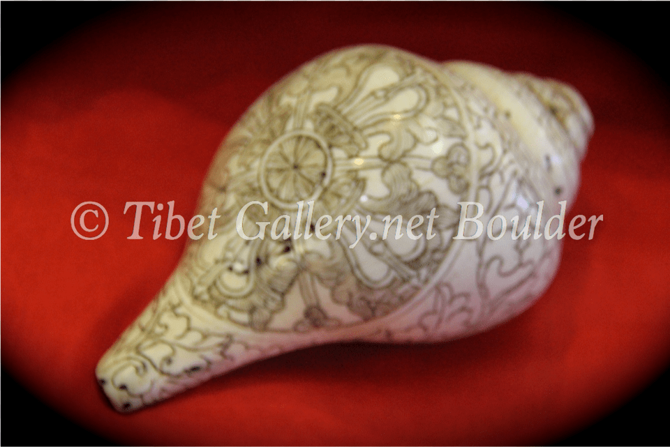Conch Shell Conch, Animal, Invertebrate, Sea Life, Seashell Free Png Download