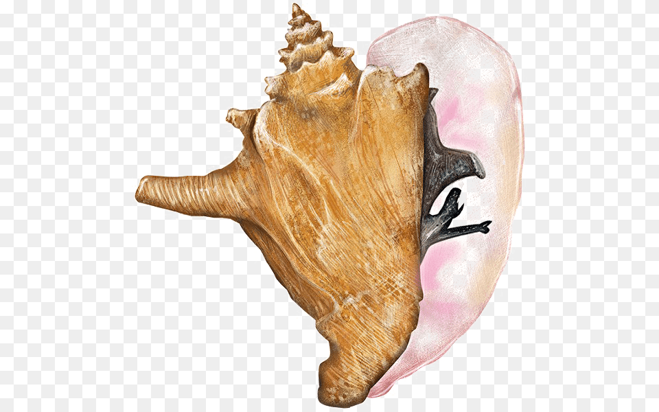 Conch Shell Free Queen Conch Transparent, Animal, Invertebrate, Sea Life, Seashell Png Image