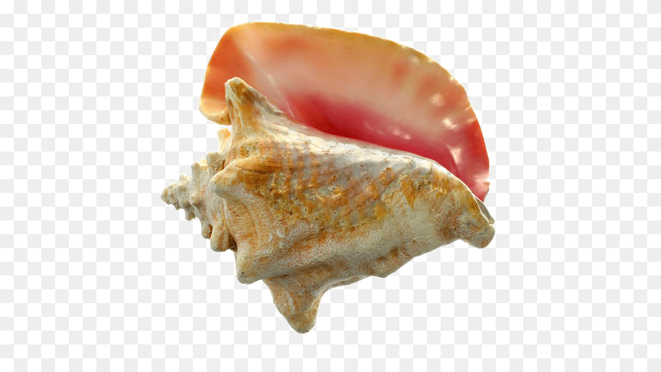 Conch Shell Image Background Us Shell Inc Large Conch Shell, Animal, Invertebrate, Sea Life, Seashell Free Png