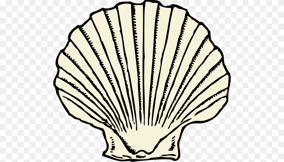 Conch Shell Large Size, Animal, Clam, Food, Invertebrate Png Image