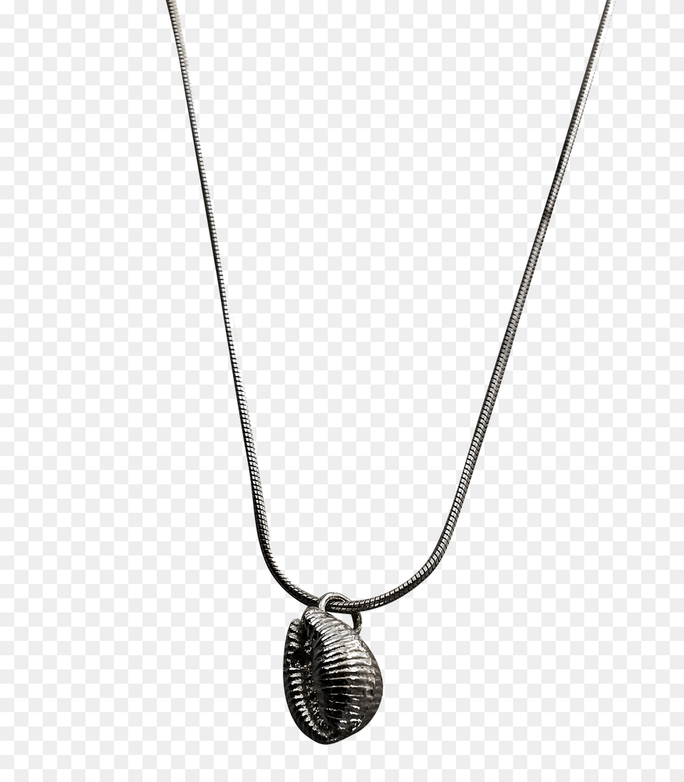 Conch Shell Necklace, Accessories, Jewelry, Pendant, Bow Free Png