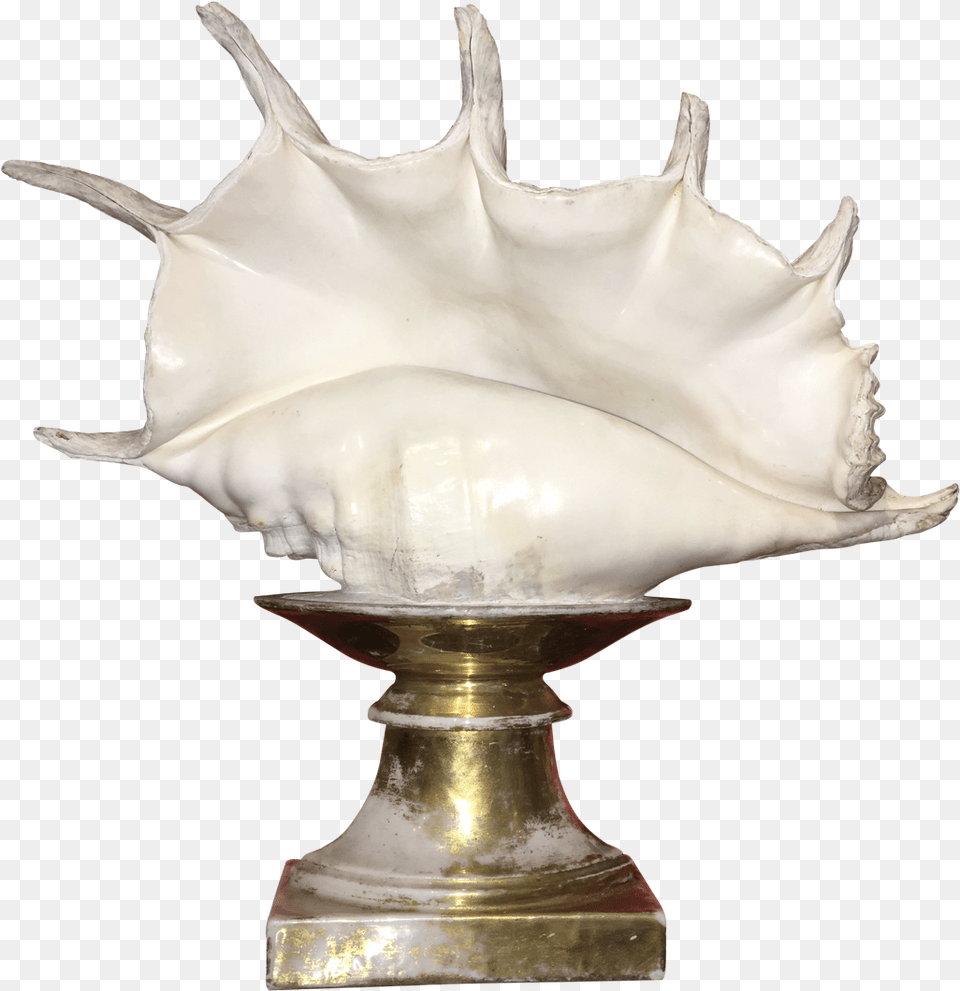 Conch Shell On Old Paris Stand Lamp, Animal, Invertebrate, Sea Life, Seashell Png