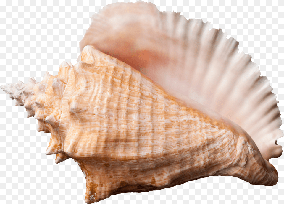 Conch Shell Transparent Background, Animal, Invertebrate, Sea Life, Seashell Png
