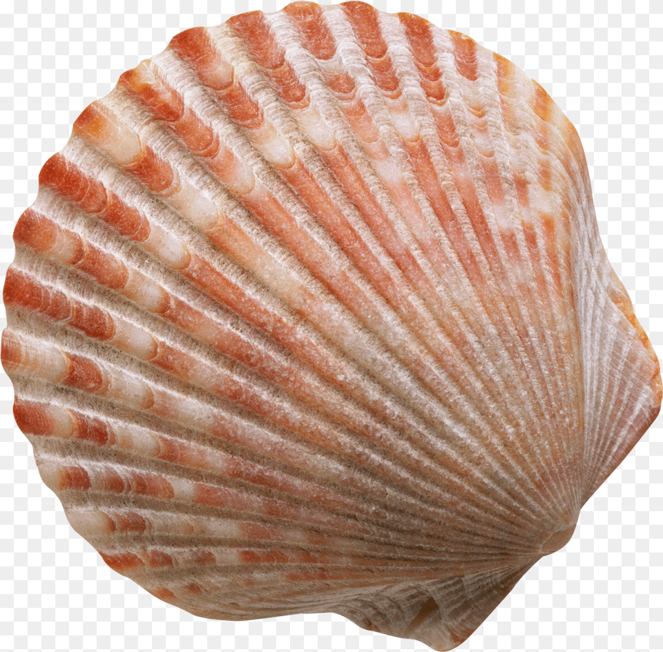 Conch Shell Transparent Shell, Animal, Clam, Food, Invertebrate Png