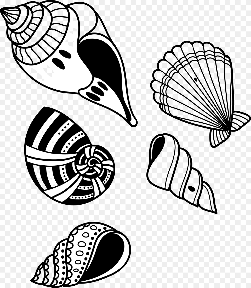 Conch Shell Transprent Monochrome Hand Drawn Seashell Vector, Animal, Invertebrate, Sea Life, Art Free Png