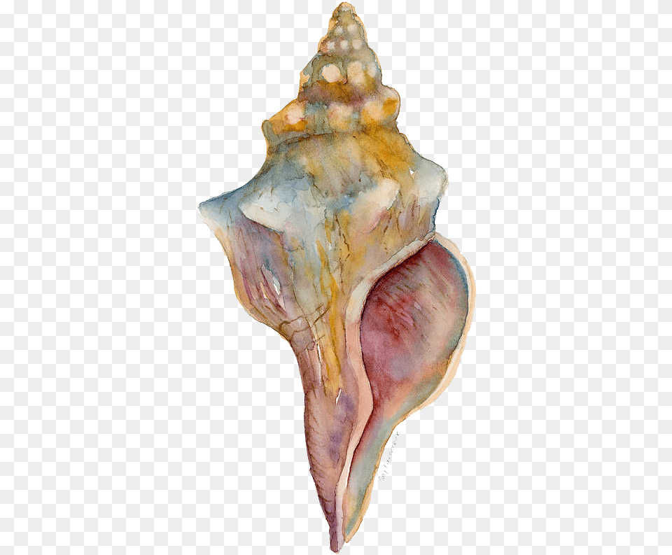 Conch Shell With Transparent Background, Animal, Invertebrate, Sea Life, Seashell Png