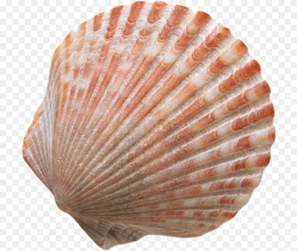 Conchas De Mar, Animal, Clam, Food, Invertebrate Free Transparent Png