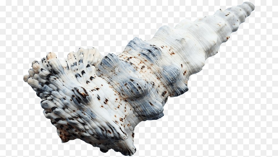 Conchas Do Mar, Animal, Invertebrate, Sea Life, Seashell Png